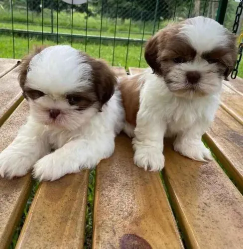 Filhote shih tzu, Corações peludos prontos para te conquistar!