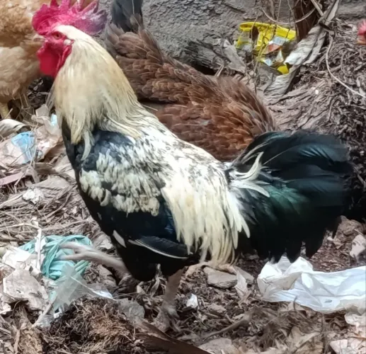 Galo