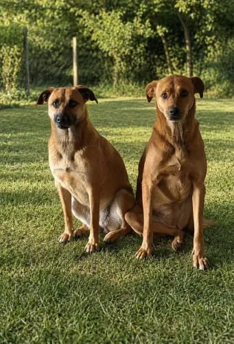 Doação de duas Caramelas