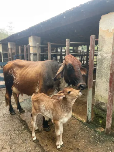 Vaca de leite 4 peito perfeito