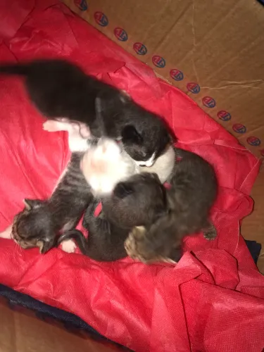 Filhote de gatinho