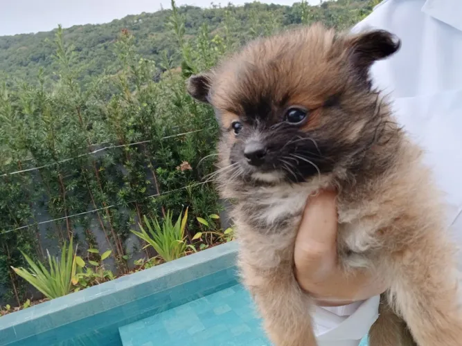Lulu/spitz