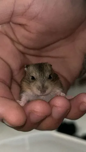 Hamster anão russo 