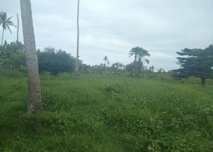Terreno de 1 Hectare à Venda - Alhandra/PB