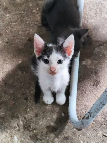 ADOÇÃO RESPONSÁVEL GATINHO