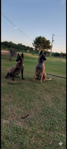 Malinois filhote