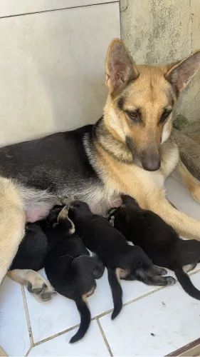 Filhotes de Pastor Alemão capa preta puro