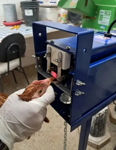 Debicador de aves profissional