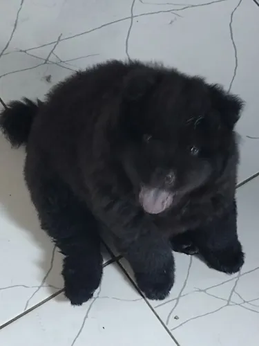 Vendo chowchow macho