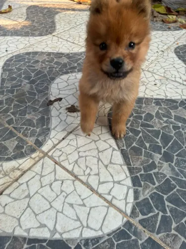 Chow Chow