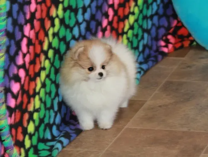 Filhotes de Spitz Alemão | Filhotes que adoram brincar.