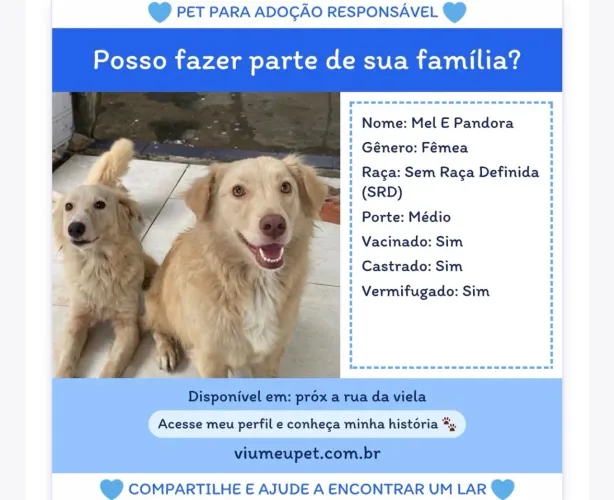 Cachorras porte médio.
