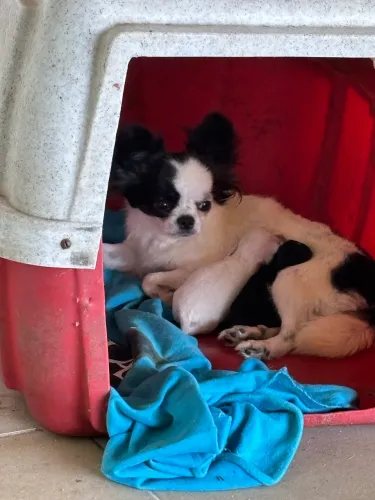 Chihuahua pelo longo Fêmea