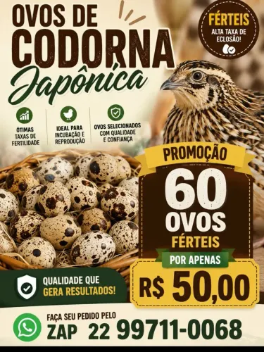 Ovos de codorna férteis