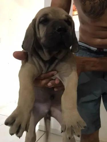 Filhote de fila brasileiro