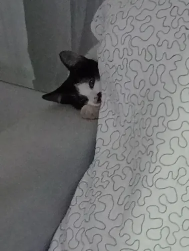 Doa se uma gatinha