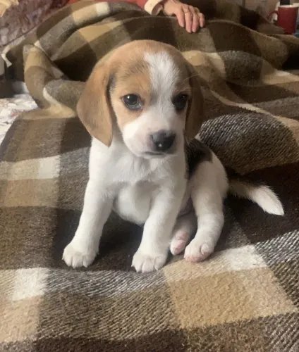 Beagle O filhote que roubou a cena no arraiá desse mês