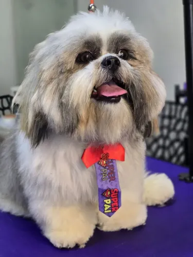 Shih tzu para namorar. Nome Zury