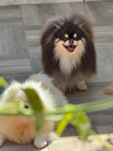 Spitz Alemão Anão