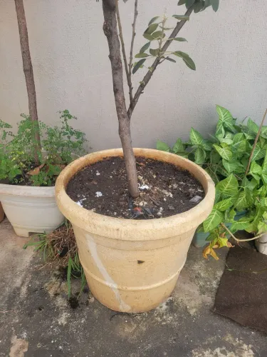 Muda de Macieira + Vaso Grande - Parque Santa Cruz