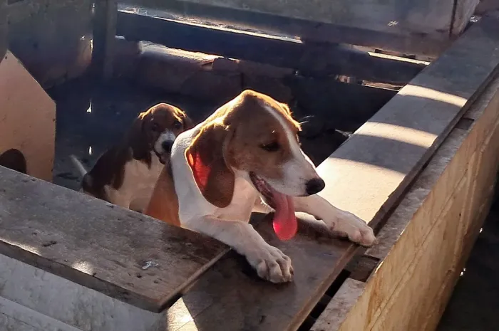 Filhotes cachorros americano urrador