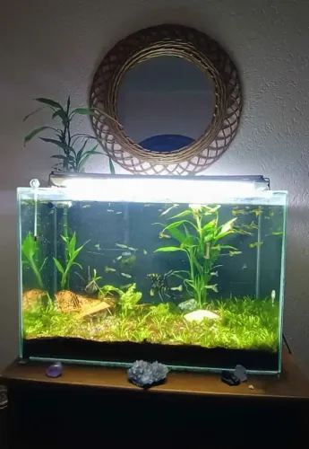 Aquários Plantados Completo - Pronto para Uso - Excelente Estado