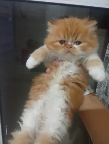 Persa Red macho um bebê lindo e cheio de charme