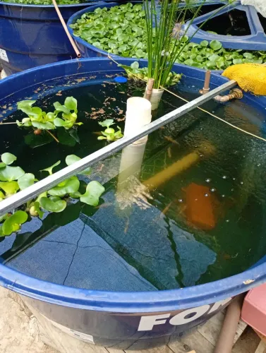 Plantas aquáticas.