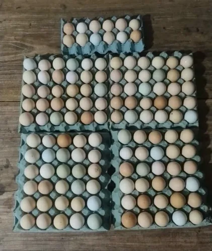 Ovos caipira