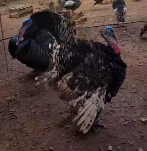Peru macho/fêmea