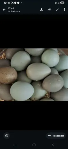 Ovos galados de codorna chinesa