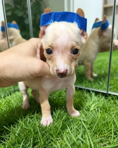 Pinscher Filhotes Lindíssimos 