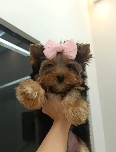 Yorkshire mini
