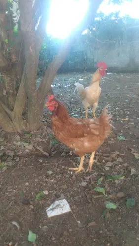 Galo e galinha