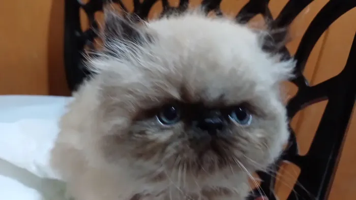 Lindo filhote de gato persa himalaio olhos azuis pura.Parcelo.Entrego Curitiba e região 