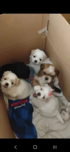 Cachorro ?