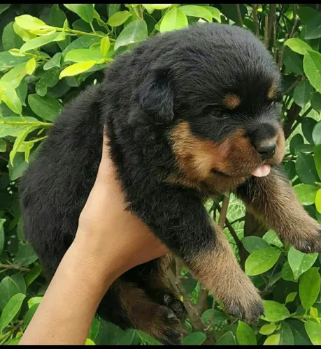 Rottweiler alemão big