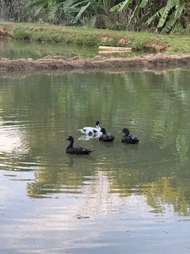 Pato