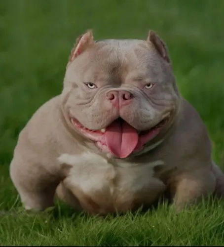 Americam Bully o menor nano parcelo até 21x peça já