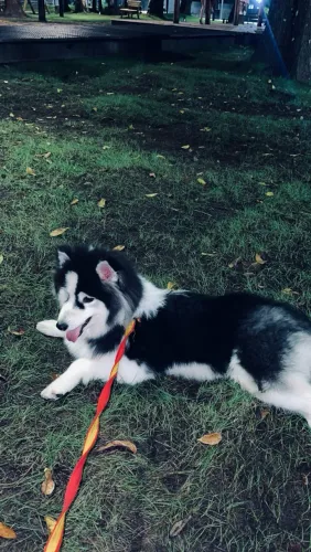 Filhote de husky siberiano 