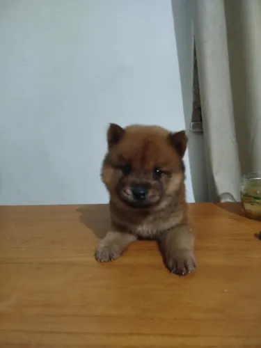 Filhote de Chow Chow