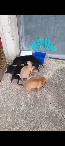 Filhotes abandonados 