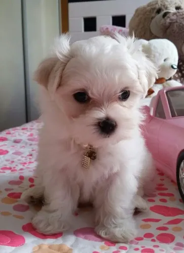 Maltês Cachorrinho pronto para começar uma nova fase