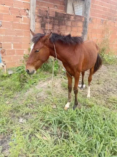 Cavalo Potro