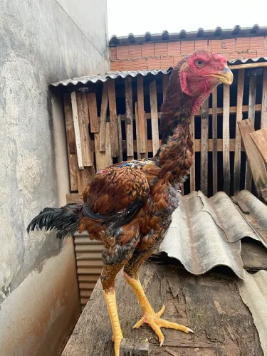 Frango índio gigante 