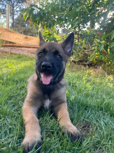 Pastor Malinois Filhote - cão de guarda e companhia