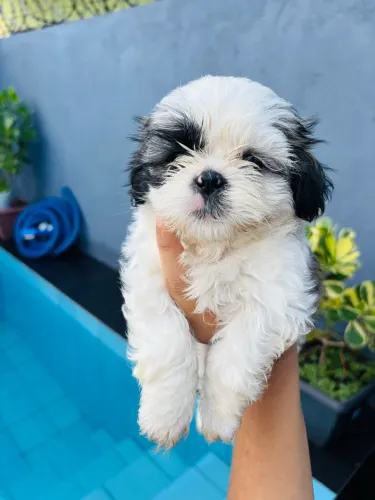 Vende-se filhote de Shih Tzu