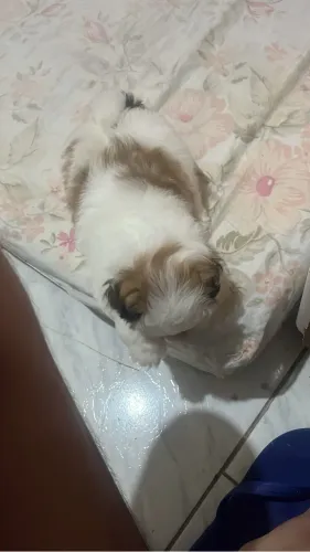 Shih tzu macho