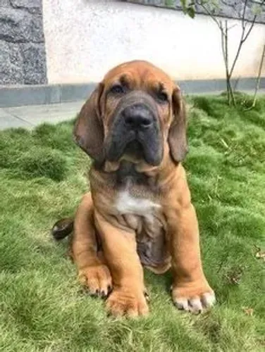 Filhotes Fila Brasileiro