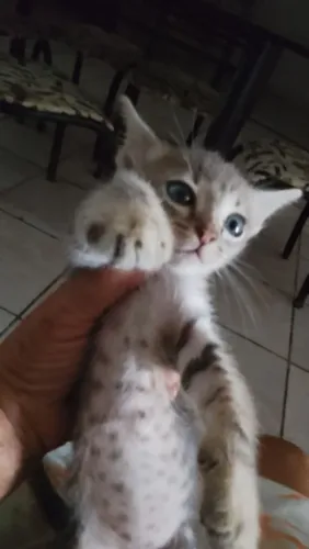 Gatinho cinza bebê pra adoção 
